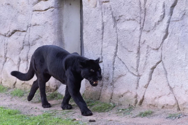 İzmir'de Doğal Yaşam Parkı'nın jaguarı Juliet yaşamını yitirdi!