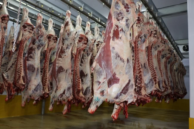 Kocaeli Mezbahası'nda 6 bin 29 kesim yapıldı