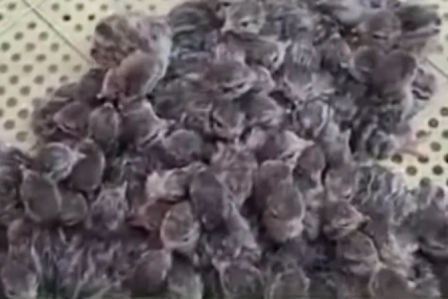 Yılın ilk keklik yavruları yumurtadan çıktı