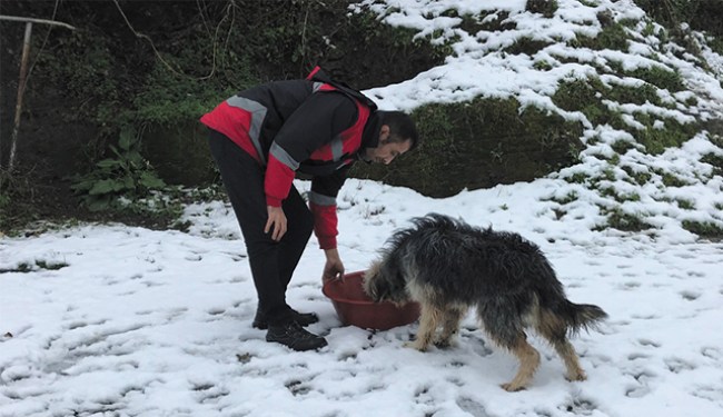 Ereğli Belediyesi sokak hayvanlarına sahip çıktı..