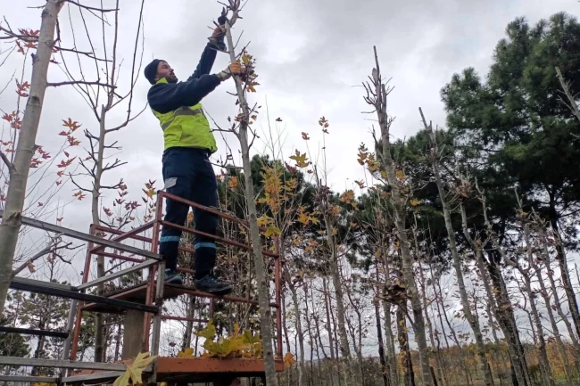 On binlerce bitki Kocaeli fidanlığında yetişiyor