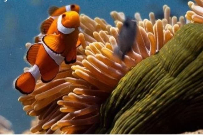 Okyanusların sesi Elhamra Sahnesi'nde