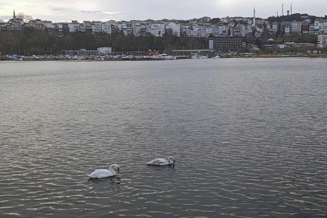 Şile Limanı'nda nadir görüntü... İki kuğu ilgi odağı oldu