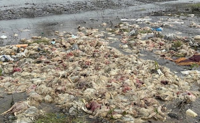 Alaplı Çayı’nda içme suyunu besleyen çayda telef olmuş tavuklar bulundu