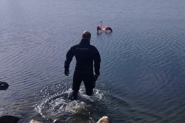 İzmir'de flamingoya dalgıçlardan hayat veren kurtarma