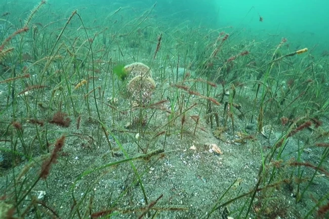Prof. Dr. Sarı'dan Belediye Başkanlarına çağrı: Marmara için denize inin!