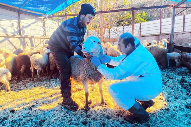 Karadeniz'in ilk hastalıktan ari koyunculuk işletmesi Giresun'da
