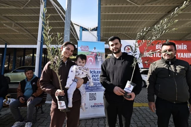 Denizli Büyükşehir'den üreticiye zeytin fidanı desteği