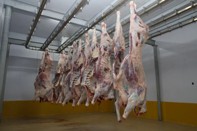Kocaeli Mezbahası'nda hijyenik ve helal kesim