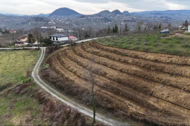 Ordu'da fındıkta verim artışı için yeni uygulama
