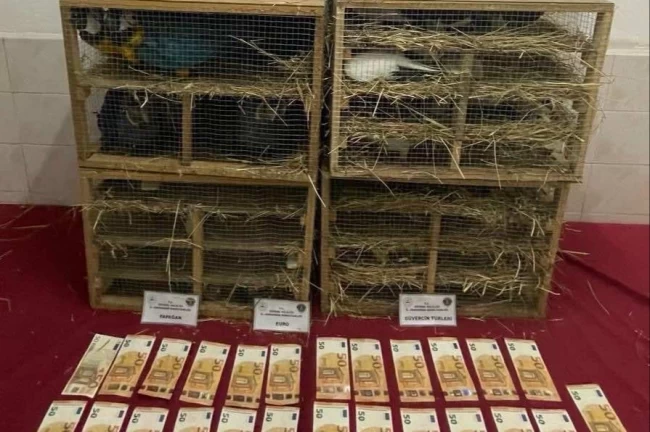 2025'te kaçak canlı hayvan ticareti darbe yedi... 85 bin 342 hayvan ele geçirildi