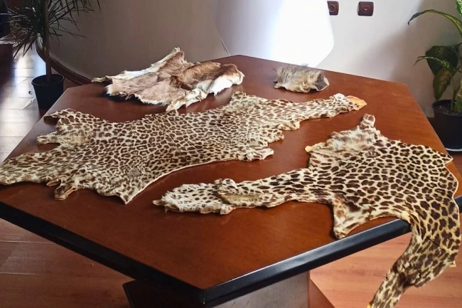 Çukurova Havalimanı'nda yasa dışı yaban hayvanı ürünleri ele geçirildi