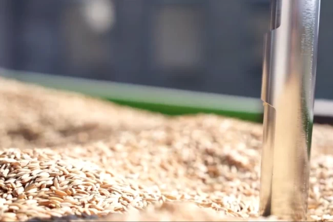 TMO'da çeltik alımları sürüyor