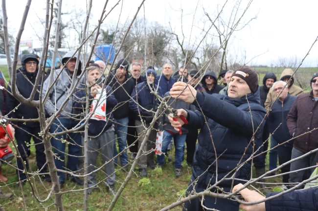 İzmit'te üreticilere uygulamalı budama eğitimi