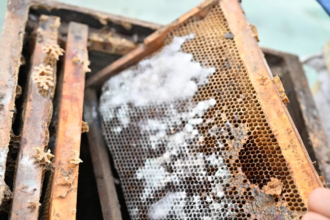 Manisa'da sel mağduru arıcıya kovan desteği