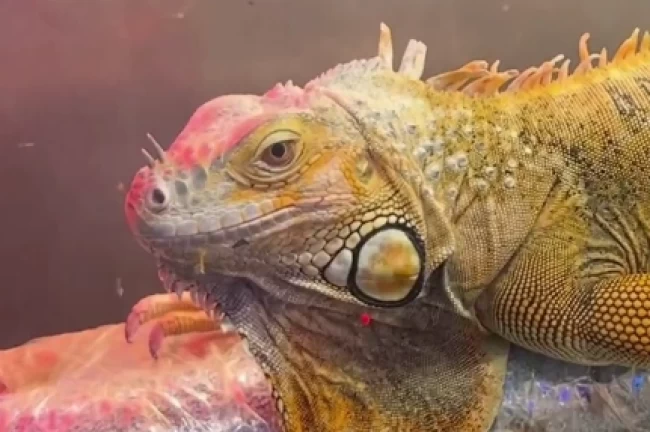 Samsun'da CITES operasyonu... 3 egzotik hayvana el konuldu