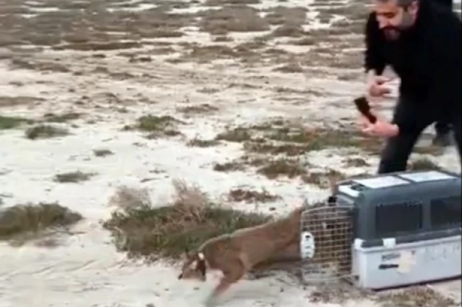 Aydın'da ağır yaralı bulunmuştu... İzmir'den sağlıklı şekilde doğaya salındı
