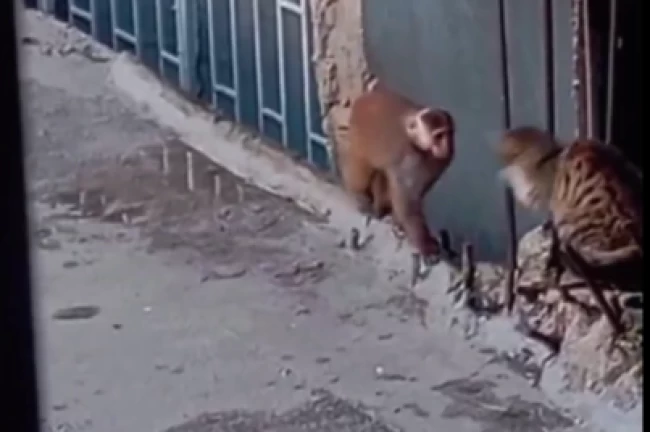 Fikirtepe'de çatılara dadanan rhesus makak yakalandı!