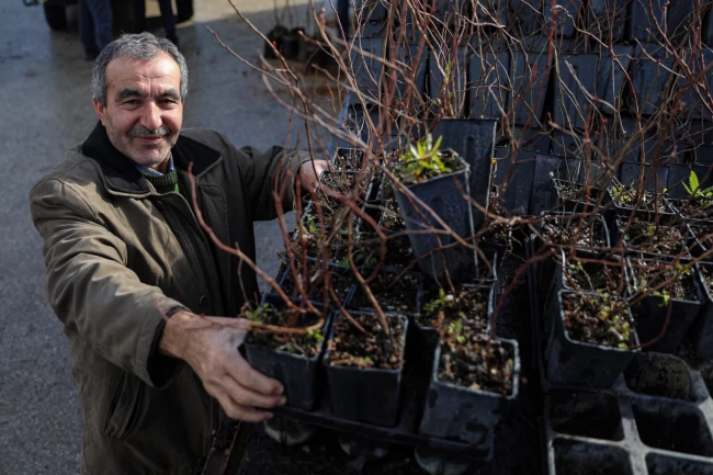 Bursa Büyükşehir'den kırsala fide ve fidan desteği sürüyor