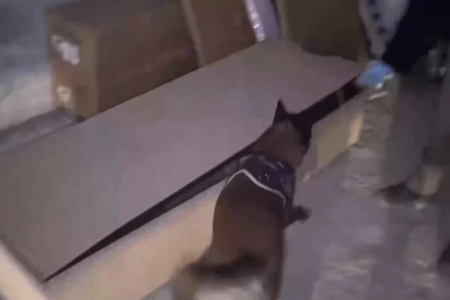 İstanbul'da hassas burun 'Leydi' operasyonda