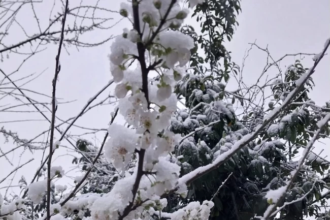 Düzce Kaynaşlı'da erken çiçek açan erik ağacına beyaz örtü!