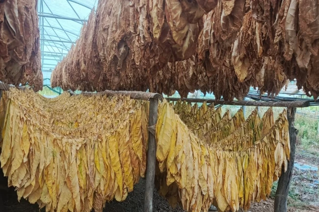 Bilecik Pazaryeri'nde tarımda yeni hamle... Tütün ve İpekböcekçiliği için ilk adım