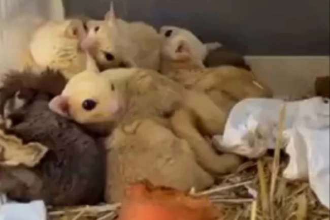 Isparta'da yasa dışı 35 hayvana el konuldu