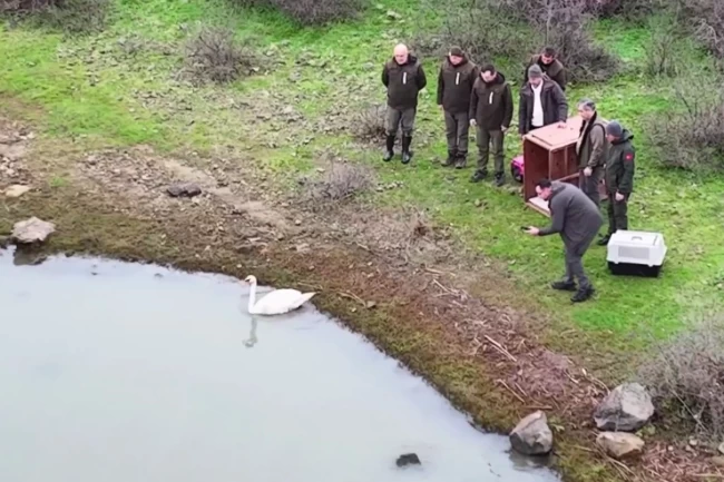 Ankara'da güçten düşen kuğu, Edirne'de doğaya salındı