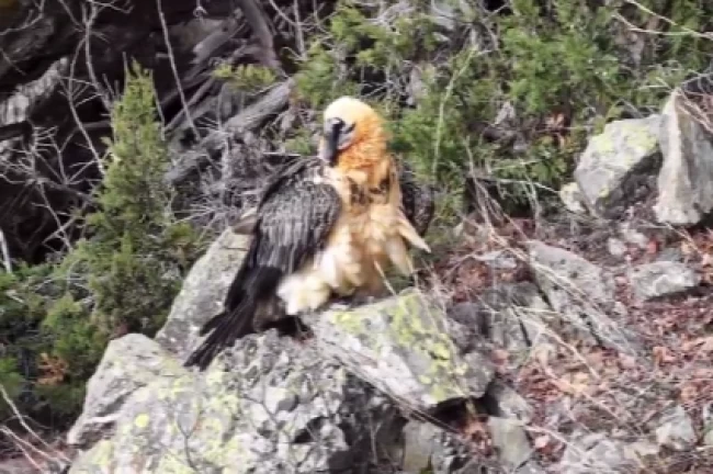 Artvin'de yaralı sakallı akbaba yeniden doğaya döndü