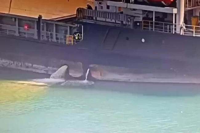 Mersin Limanı'nda denizi kirleten gemiye 13,1 milyon TL ceza