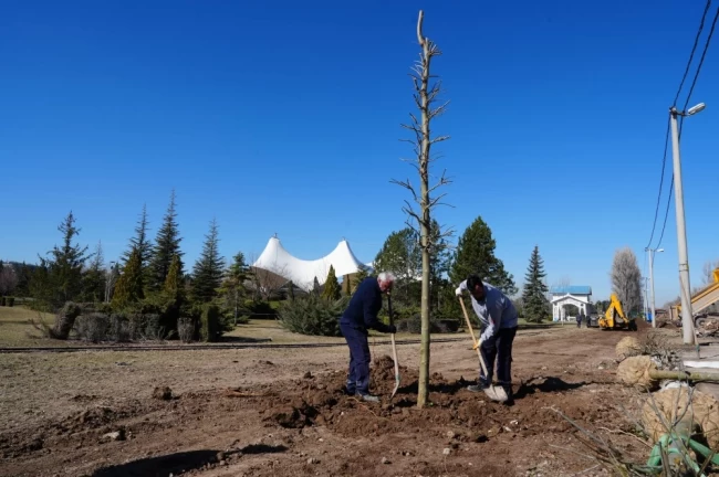 Eskişehir Sazova Parkı'nda kavakların yerini çınarlar alıyor