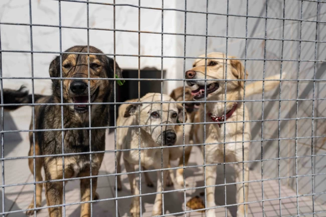 İzmir Bornova'da can dostlara büyük destek