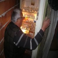 Buzdolabında civciv üretiyor