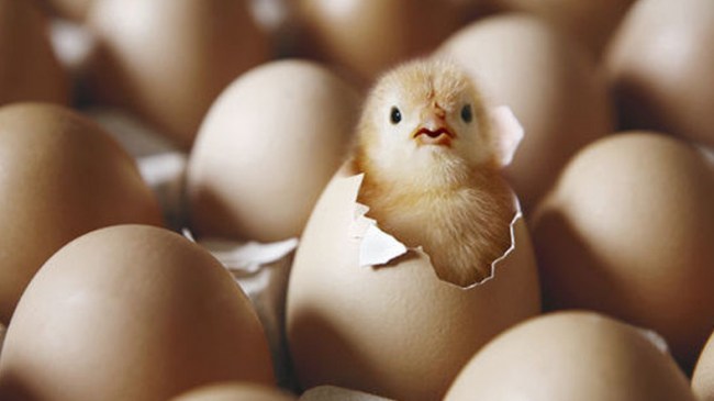 Tavuk yumurtası üretimi 1,7 milyar adet olarak gerçekleşti