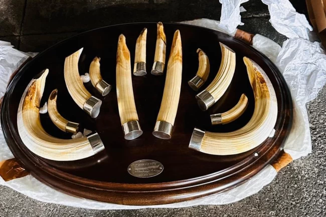 Trabzon'da yaban hayatı kaçakçılığı... 19 kargo ele geçirildi!