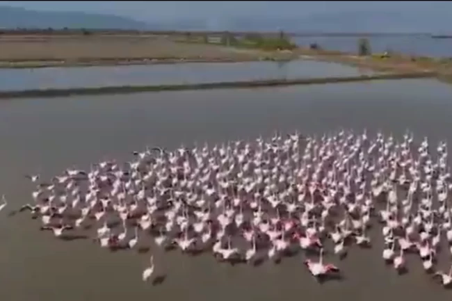 Aydın Söke'de flamingolar ve yaban kuşları için doğaya yardım