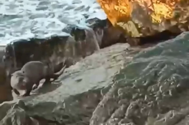 Düzce Akçakoca'da su samuru görüntülendi