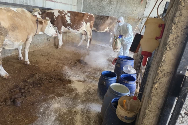 Adıyaman'da zoonoz hastalıklara karşı aşılama sürüyor
