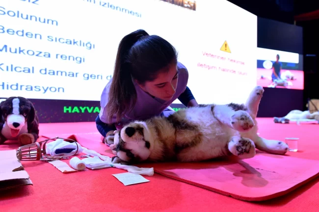 Başkent'te sokak hayvanlarına kapsamlı destek