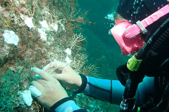 Marmara'da mercan seferberliği! Hasarlı resifler yeniden canlanacak