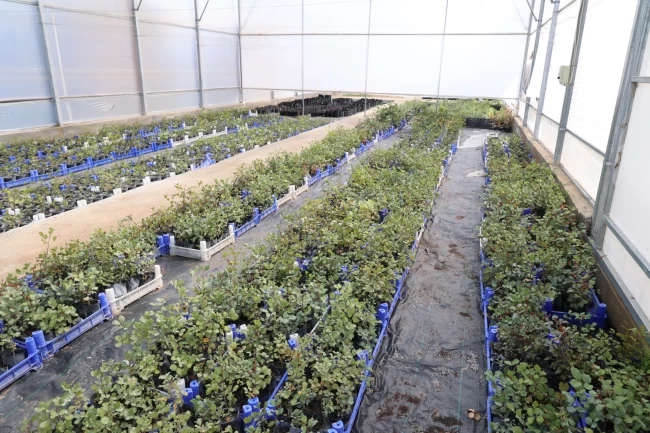 Antalya'da keçiboynuzu üreticisine fidan desteği