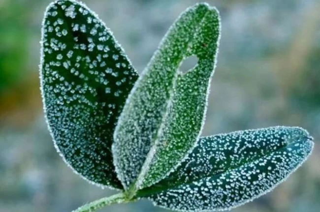 Bursa'dan zirai don uyarısı!