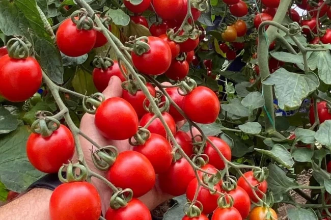 Balıkesir'de zincir markete 'fahiş fiyat' incelemesi... Zincir markette kokteyl domates vurgunu!