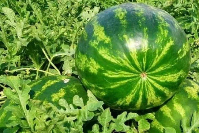 Edirne'de karpuz üretimine büyük destek