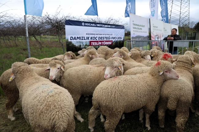 Kocaeli Büyükşehir'den hayvancılığa damızlık koç desteği