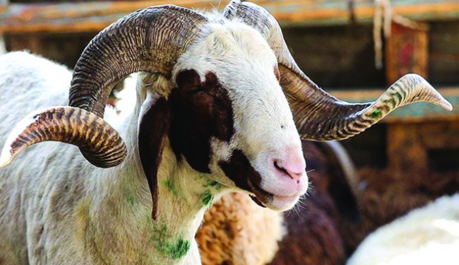 Kurban pazarı Delihakkı'ya kurulacak..