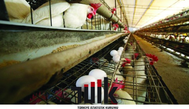 Tüik; kümes hayvancılığı üretimi azaldı