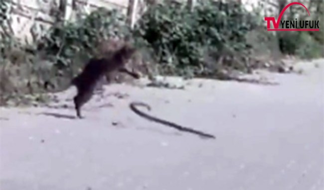 Kedi ile yılan kapıştı. Sonu ilginç