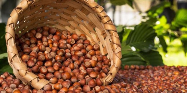 Fındık fiyatı en az 20 TL olmalı !