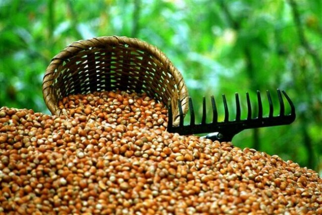 2019 fındık taban fiyatı belli oldu!